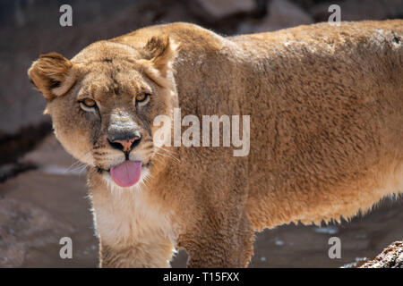 Lioness (Panthera leo) au Zoo d'Albuquerque est classé vulnérable Banque D'Images