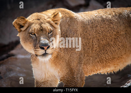 Lioness (Panthera leo) au Zoo d'Albuquerque est classé vulnérable Banque D'Images