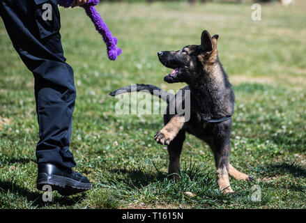 (190324) -- BEIJING, 24 mars 2019 (Xinhua) -- La Chine premier clone de chien policier Kunxun joue avec un formateur à base de chiens de police de Kunming à Kunming, dans le sud-ouest de la province chinoise du Yunnan, le 21 mars 2019. Trois mois Kunxun est arrivé à Kunming Base des chiens de police de Beijing au début de ce mois pour recevoir la formation. Kunxun est né en décembre 2018 à Beijing lors d'une condition saine avec 540 grammes et 23 centimètres de longueur. Kunxun a été cloné à partir d'un 7-year-old femme Huahuangma nommé chien de police, ce qui est considéré comme un grand détective chien. Selon un test par une institution, l'ADN est Kunxun Banque D'Images