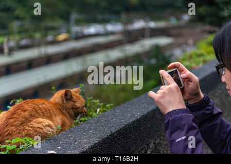 Houtong cat village. Taiwan célèbre chat population. Le village est le long de la ligne de train Pingxi, laissant de Ruifang district, New Taipei City, Taiwan. Banque D'Images