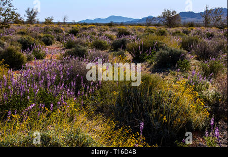 Début de la lumière du matin sur ACTON BRITTLEBUSH au pied de la montagnes COXCOMB - Joshua Tree National Park, Californie Banque D'Images