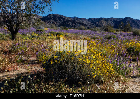 Début de la lumière du matin sur ACTON BRITTLEBUSH (Encelia actoni) & ARIZONA le lupin (Lupinus arizonicus) au pied de la montagnes COXCOMB - Joshua Tree NAT Banque D'Images