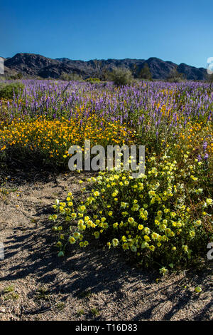 Tôt le matin, la lumière sur les coquelicots (Eschscholxia CALIFORNINA californica) & ARIZONA ((Lupin Lupinus arizonicus) au pied de la montagnes COXCOMB - JO Banque D'Images