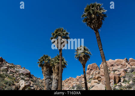 Le Palms OASIS a perdu le plus grand regroupement de Californie sauvage (palmiers Washingtonia filifera) - Joshua Tree National Park, Californie Banque D'Images