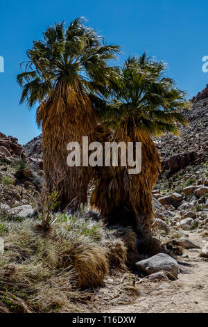 Le Palms OASIS a perdu le plus grand regroupement de Californie sauvage (palmiers Washingtonia filifera) - Joshua Tree National Park, Californie Banque D'Images