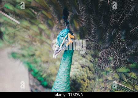 Close up of beautiful peacock ou de propager les plumes. paons Banque D'Images