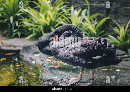 Cygne noir (Cygnus atratus) debout dans près de pound. Belle black swan d'australie occidentale. Banque D'Images