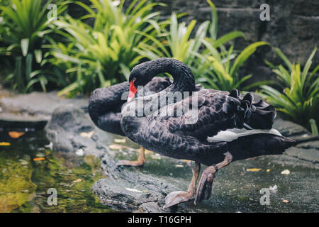 Cygne noir (Cygnus atratus) debout dans près de pound. Belle black swan d'australie occidentale. Banque D'Images