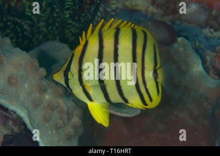 Poisson-mouche à huit bandes, Chaetodon octofasciatus), site de plongée de Razzle Dazzle, Farondi, Raja Ampat, Papouasie occidentale, Indonésie Banque D'Images