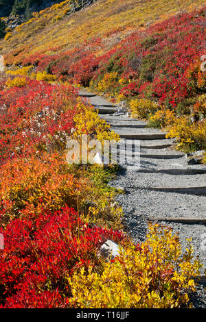 WA16017-00...WASHINGTON - Une colline couverte de la couleur de l'automne brillant sur le sentier Skyline à Mount Rainier National Park. Banque D'Images