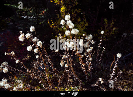 WA16021-00...WASHINGTON - une allée de fleurs sauvages aux semences près de Paradise Mount Rainier National Park. Banque D'Images