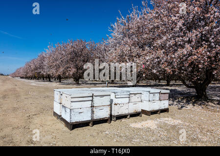 Les abeilles sont utilisées pour la pollinisation des Amandiers - SAN JUAQUIN VALLÉE, CALIFORINA Banque D'Images