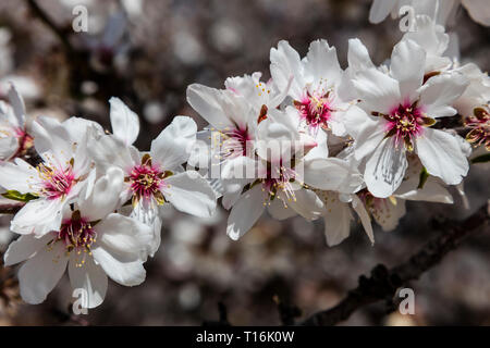 Les amandiers en fleurs - SAN JUAQUIN VALLEY, Californie Banque D'Images