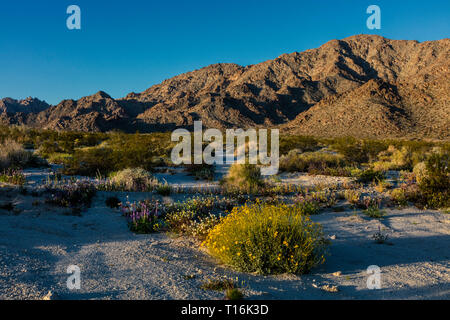 Tôt le matin, la lumière sur un buisson le lupin (Lupinus excubitus hallii) & ACTON BRITTLEBUSH (Encelia actoni) au pied de la montagnes COXCOMB - Joshua Tree Banque D'Images