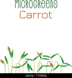 Microgreens carotte. La conception des emballages de semences. La germination des graines d'une plante. Supplément de vitamines, de nourriture vegan Illustration de Vecteur