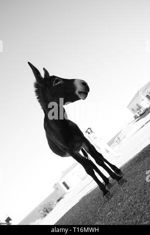 Chypre l'âne est l'âne race de l'île Méditerranéenne de Chypre. Ces dernières sont devenues semi-sauvages à la suite de l'invasion turque en 1974. Banque D'Images