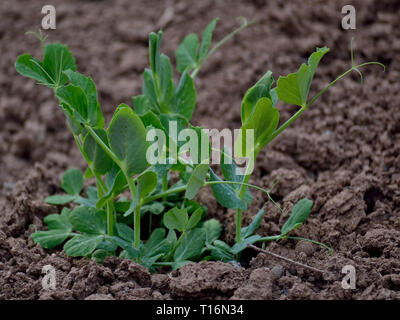 Les jeunes plantes de pois au début du printemps Banque D'Images