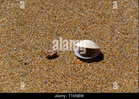 Ouvrir un shell de bivalves sur une plage de sable brun ressemble à lui parle. Banque D'Images