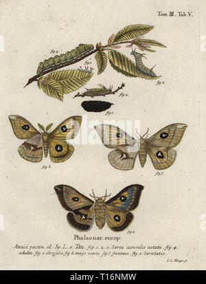 L'empereur tau tau Aglia, papillon, homme, femme, la variante, larve, pupe et chrysalide. Phalaena Attacus tau. Coloriée à la gravure sur cuivre par Johann Georg Klinger de Eugenius Johann Christoph Esperâ€™Die Schmetterlinge in Abbildungen nach der Natur, Erlangen, 1786. Banque D'Images