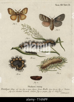 Fox Moth, Macrothylacia rubi, homme, femme, larve, pupe, chrysalide. Coloriée à la gravure sur cuivre par Johann Georg Klinger de Eugenius Johann Christoph Esper's Die Schmetterlinge in Abbildungen nach der Natur, Erlangen, 1786. Banque D'Images