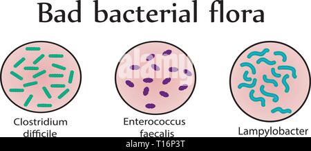 Flore bactérienne intestinale. Les mauvaises bactéries. Vector illustration Illustration de Vecteur