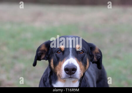 Dog face portrait, Appenzeller Sennenhund - Mountaindog Tricolor Banque D'Images