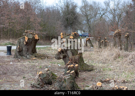 Les souches d'arbre après déforestation situé autour de l'Allemagne en vers Banque D'Images