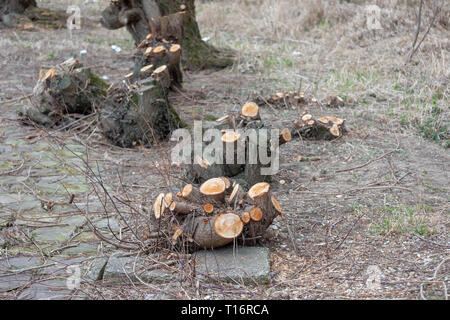 Les souches d'arbre après déforestation situé autour de l'Allemagne en vers Banque D'Images