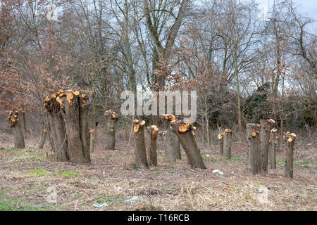 Les souches d'arbre après déforestation situé autour de l'Allemagne en vers Banque D'Images