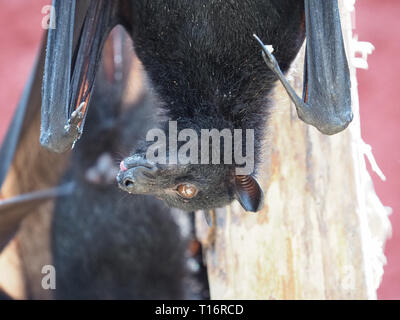 Close up of a Flying Fox. Banque D'Images