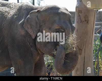 Tiré d'un éléphant indien mangeant de la paille. Banque D'Images