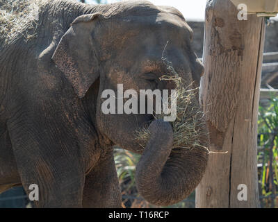 Tiré d'un éléphant indien mangeant de la paille. Banque D'Images