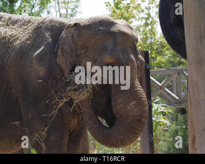 Tiré d'un éléphant indien mangeant de la paille. Banque D'Images