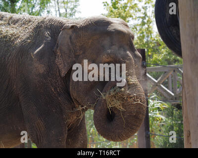 Tiré d'un éléphant indien mangeant de la paille. Banque D'Images