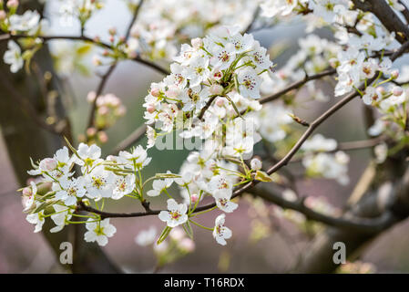 Fleur fleurs arbre poire close-up au printemps en montagnes de LongQuanYi, Chengdu, Chine Banque D'Images