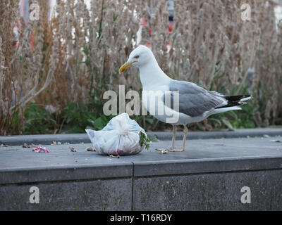 Une mouette se déchire un sac à déchets ouverte. Banque D'Images