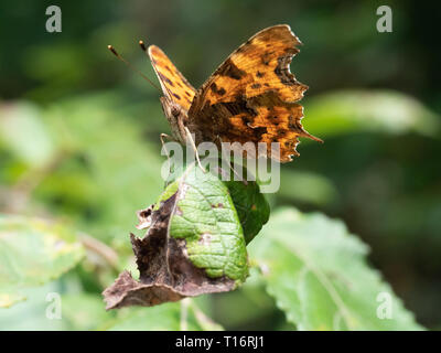 Image d'une Macro Polygonia c-album. Banque D'Images