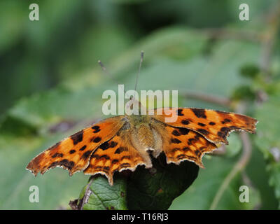 Image d'une Macro Polygonia c-album. Banque D'Images