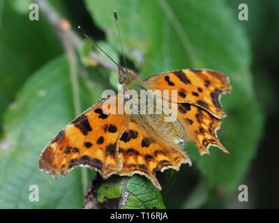 Image d'une Macro Polygonia c-album. Banque D'Images