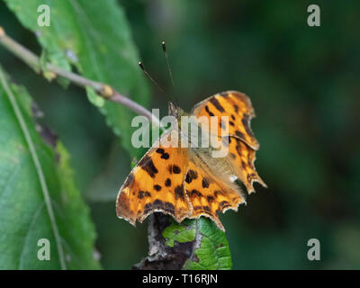 Image d'une Macro Polygonia c-album. Banque D'Images