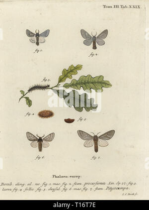 Chenille processionnaire du chêne, Thaumetopoea processionea. Phalaena processionea. Coloriée à la gravure sur cuivre de Johann Carl Bock de Eugenius Hadise Esperâ€™Die Schmetterlinge in Abbildungen nach der Natur, Erlangen, 1786. Banque D'Images