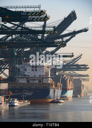 Anvers, Belgique - le 28 mars 2017 : les grues du port de décharge des conteneurs à partir de navires sur un matin ensoleillé dans le port d'Anvers. Banque D'Images