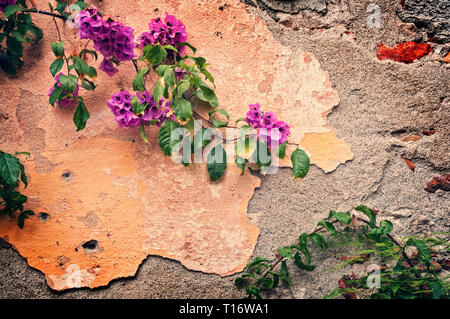 Bougainvilliers rose sur l'épave d'un mur, vintage background Banque D'Images