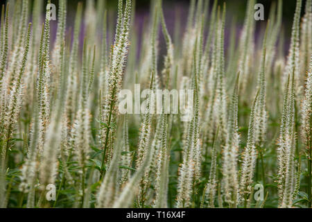 Veronicastrum virginicum album est une plante indigène de l'Usa avec de longues flèches de fleurs blanches, très approprié comme plante de jardin dans les climats tempérés. Banque D'Images