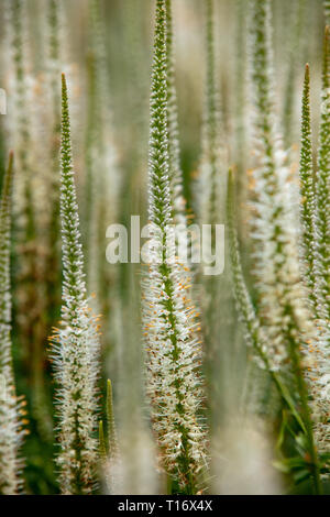 Veronicastrum virginicum album est une plante indigène de l'Usa avec de longues flèches de fleurs blanches, très approprié comme plante de jardin dans les climats tempérés. Banque D'Images