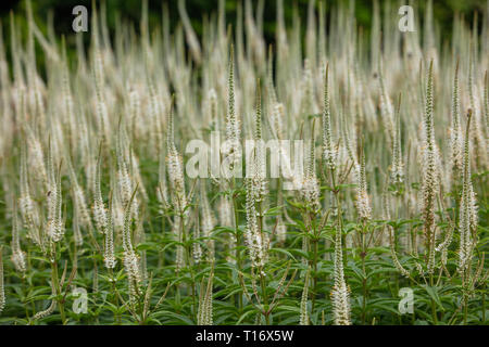 Veronicastrum virginicum album est une plante indigène de l'Usa avec de longues flèches de fleurs blanches, très approprié comme plante de jardin dans les climats tempérés. Banque D'Images