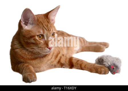 Ginger kitten pose avec un jouet souris fourrure gris