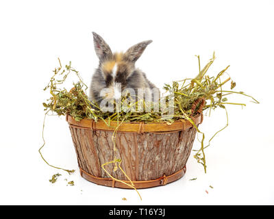 Mignon bébé lapin dans le panier en bois avec de l'herbe sèche Banque D'Images