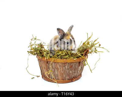 Mignon bébé lapin dans le panier en bois avec de l'herbe sèche Banque D'Images