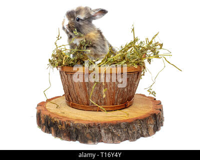 Mignon bébé lapin dans le panier en bois avec de l'herbe sèche Banque D'Images